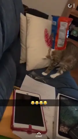 So my cat isn’t the smartest... #siblingcheck #workdistractions #indoorworkout #fyp #catsoftiktok #foryou #afhv