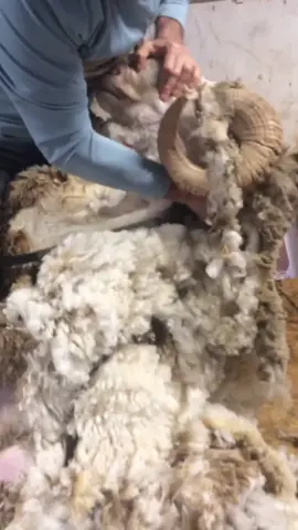 Shearing a horned ram