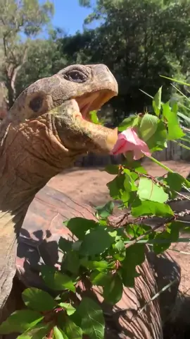 Dippy the Galapagos tortoise enjoying the sunshine and stopping to smell the... oh wait.. nevermind.. 👀🐢🌸 #cuteanimals #tortoise #foryoupage #fyp