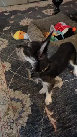this is so pure
