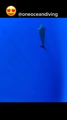 @oneoceandiving_ @juansharks