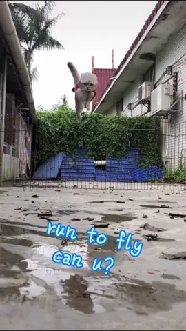 Cat is running to fly ，can u？#cat #pet #petlover #fyp