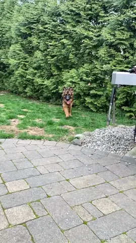 #run #runchachallenge #fyp #dog #dogs #puppy #germanshepherd #gsd #gsdlove #gsdtiktok #puppycheck #puppydog