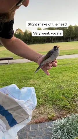 Part 2, Quick Rescue b4 Sunset. #animalrescue #wildliferescue #rescue #bird #park #decide #babybird #wildlife #wildliferehab #noisyminer #australia