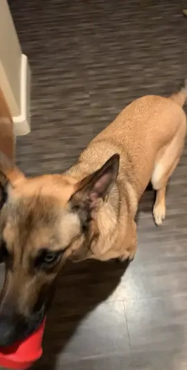 Extra extra extra sass!!!! #tiktokdogs #dogsoftiktok