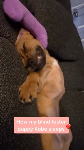 Kobe the blind puppy #pets #dogsoftiktok #petslove