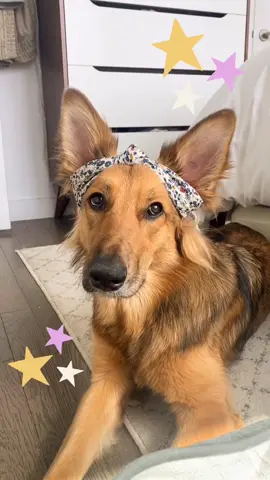 who wore it better 👩🏻‍🦱🐶 #animalcrossing #fyp #collegememories #dogsoftiktok #doggo #germanshepardmix #petlife