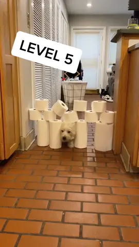 😂 what level did you think he was going to make it to