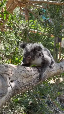Is it fluff enough? 🐨 #sandiegozoo