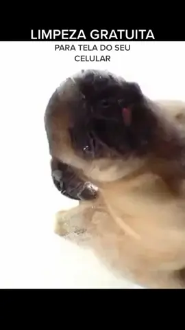 #dog #limpeza #teladocelular #sopassando #auau #lambida #fiqueemcasa #cachorros