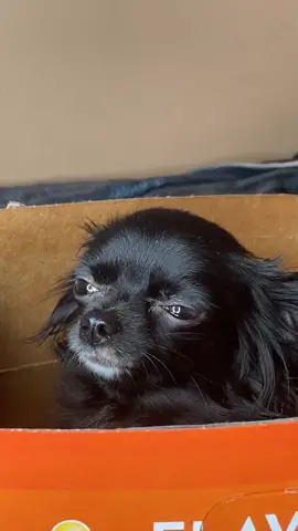 Chip Puddin 🥺❤️ #foryou #foryoupage #feature #featureme #pets ￼#dogs #loungewear #voiceover