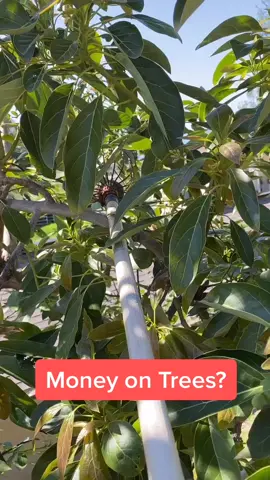 Money does grow on trees. #moneychallenge #investing #plants #mexicanlife #mexican #latinos #millionaire