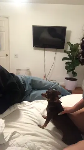 Clapping for toffee