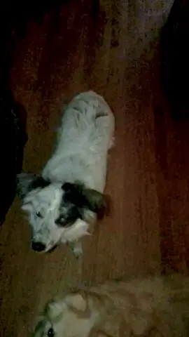 #funny #dogtrick #eddavis #cookies