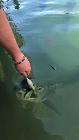 Massive Tarpon almost eats hand!#tarpon #tarponfeeding #fish #fishcontent #sharkbait #bait #stayhomestaystrong #AerieREALPositivity #OwnTheCurve
