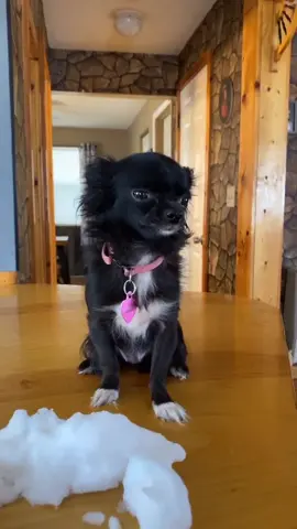 Go Away Snow 😭😂 #foryou #foryoupage #feature #featureme #pets #dogs #tiktok #musiclives #tiktokdiy