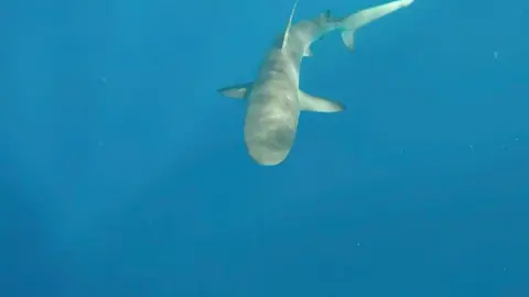 #sharks #swimmingwithsharks #ocean #florida #floridacheck #jupiter #foryoupage