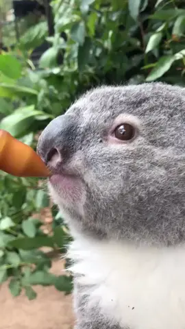 MEET DAVID DOBRIK THE KOALA! It’s offically his name! Thanks for commenting @daviddobrik! 🐨 #cuteanimals #koala #australia #daviddobrik