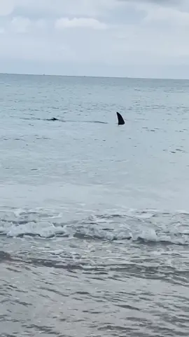 Seeing this on your beach walk might make you think twice about going for a swim! 😳 #hammerhead #shark #beach #levelup