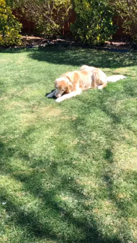 #petvlog #stayhomestaystrong #petlover #goldenretriever