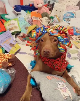 Birfday Party #tatumtalks #dogsoftiktok #foryou @tiktokcreators