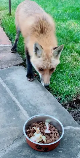 Fox update.. she do be coming kinda close :o #fyp #foryou #petvlog #everydayscience #fox #animals #catsoftiktok #owo