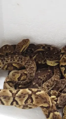 Baby snakes/ Jararaca (Bothrops jararaca)#snake #babysnackes #jararaca