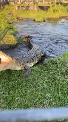 This technique with the post is to get the croc on land for feeding time!😱🐊 #animals #feeding #foryou #fyp #tiktok