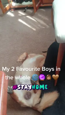wait for it 🤗🐾 #doggie #myboys  #loveyou  #my_world 🤍🌸🤍🌸🤍🌸