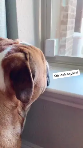 Waitin for my ol friend squirrel! 🐿 #squirrel #ohkook #waiting #watchingyou #lifeathome