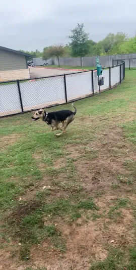 He’s my best buddy #fyp #foryoupage #foryou #shepard #dog #dogfamous #germanshepard #texas #dogparkshenanigans