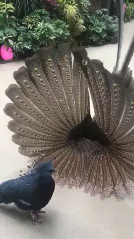Gus is back with more pro tips on how to impress your boo #birdsoftiktok #funnybirds #foryou #fyp