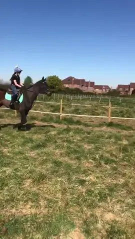 Beauty saying the jumps aren’t quite high enough today😂 @my_dream_horse_search #fyp #foryoupage #equestrian #jump #canter #horse #icanfly #foryou