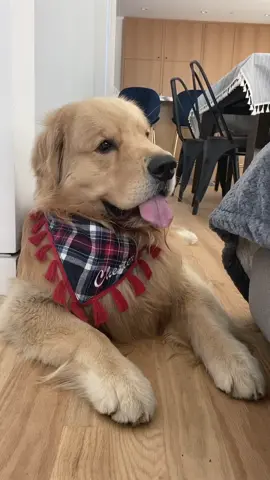 Derp reel #derp #dogsoftiktok #tiktokdogs #foryou #foryoupage #fyp #blep