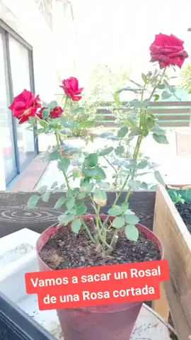 #truco #mamamolona #jardin #rosa #jardinería