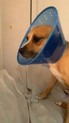 Poor baby ha to wear the cone of shame because he’s got a cut on his foot 😞 so I ordered him a bark box 📦 #dog #dogsoftiktok #barkbox #fyp