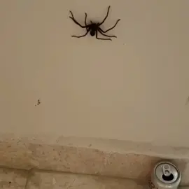 #spider spider on the wall. #