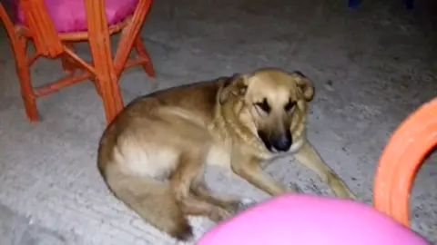 #perros #forastero
