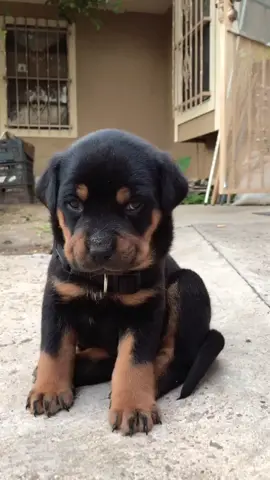 #milotherottie #rottweiler #dogsoftiktok #rottie