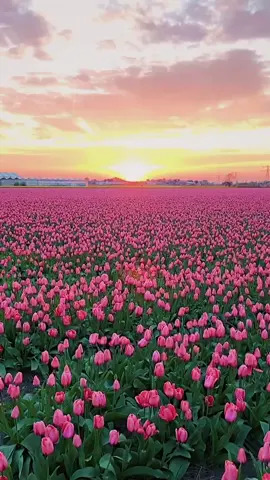 Morning in the tulip fields 😍 Such an incredible experience ! #holland #tulipfields #tiktoktravel #fyp #pourtoi