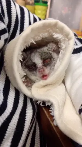 あーくーびー🥺猫フィルター反応しなかった🥺　#自慢のペット #ショウガラゴ #ブッシュベイビー #animallover #bushbaby #エキゾチックアニマル