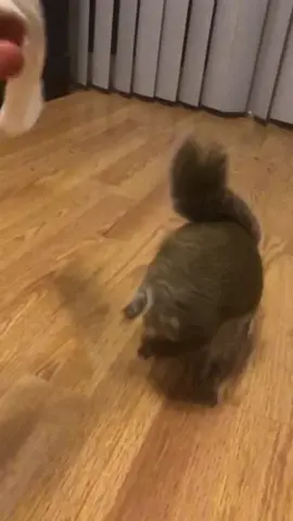 Sideways hops! Wait for it... #fyp #foryou #petlife #exoticpets