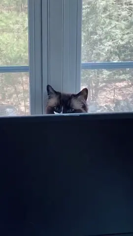 Getting her creep on #cat #watchingme #petlover #catsoftiktok #ragdoll #ragdollcat