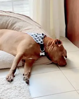 You ever just... #tatumtalks #dogsoftiktok