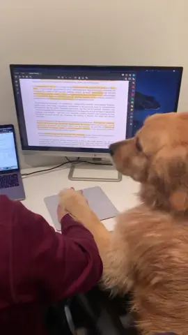 When your boss is a micromanager #happyathome #dog #goldenretriever