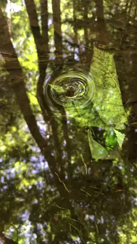 little whirlpool #nature #beauty #whirlpool #brook