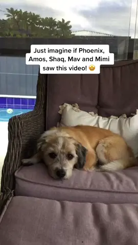 | Cooper’s Instagram is @cooperthedog1209 | Imagine if @amospearce @rex_n_phoenix @mimi_the_gsd @mav_and_friends @shaqthepug saw this video! 🤯🤩