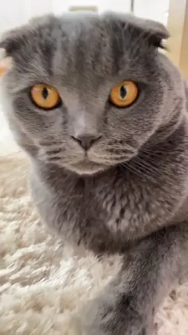 #pet #petcheck #petlover #pets #PetsOfTikTok #petbff #mypet #fyp #fy #foryou #for #foru #tiktok #foryoupage #playwithlife #cat