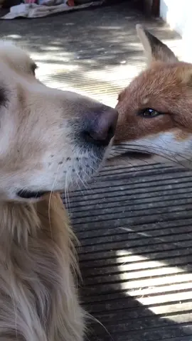 💋 #kiss #quarantine #fox #dog #goldenretriever #Love #outside #lachenderfuchs