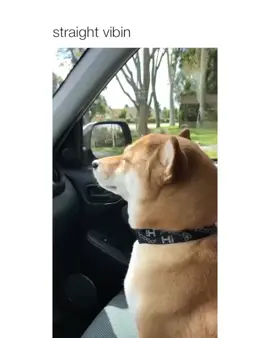 he legit looks like a hoomanvia @thegirlwiththequotemarktattoos #viral #fyp #doggo #shibainu